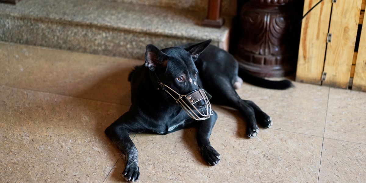 Açaime para cão: segurança, tipos e uso correto