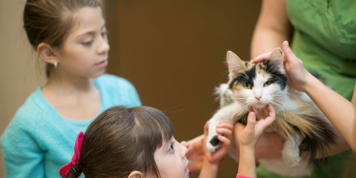 Adotar Gatos Bebés no Porto: Locais Cuidados e Dicas