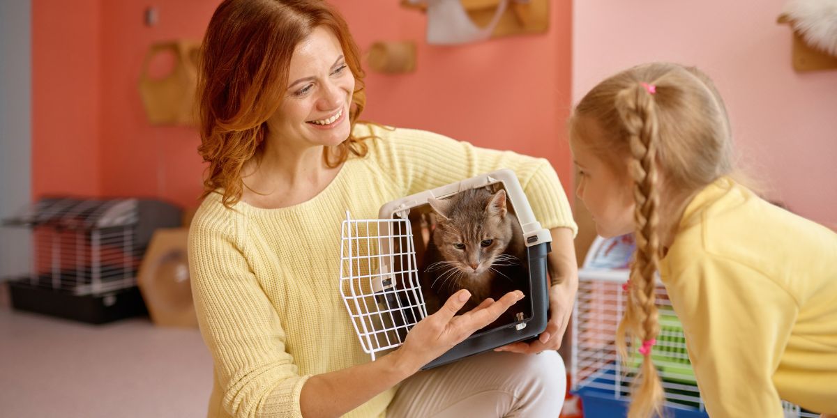 Adotar um Gato em Portugal: Vantagens e Cuidados Essenciais