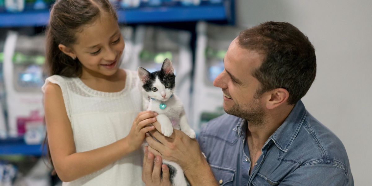 Adotar um gato no Porto: guia e benefícios da adoção