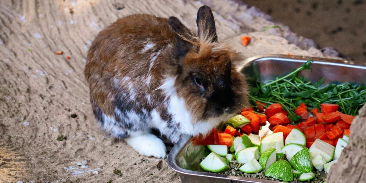 Alimentação Ideal para Coelhos: Saúde e Bem-Estar Garantidos