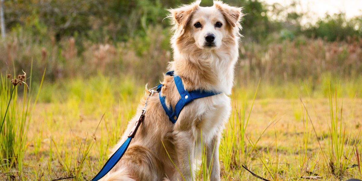 Alternativas à Coleira de Choque Treino Positivo para Cães