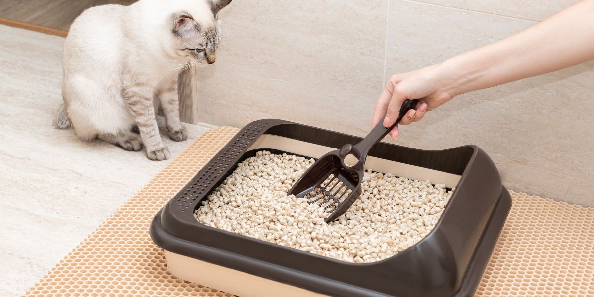 Areia de Gato: Escolha a Melhor para Saúde e Higiene