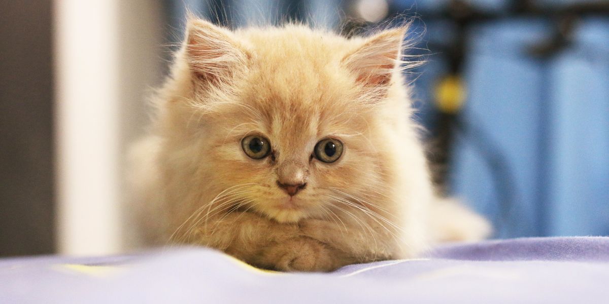 Areia de Sílica para Gatos: Vantagens e Dicas de Uso