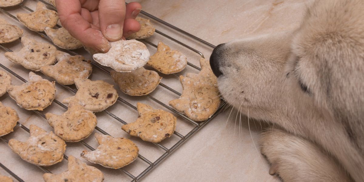 Biscoitos para Cães: Saudáveis Delícias para o Seu Amigo