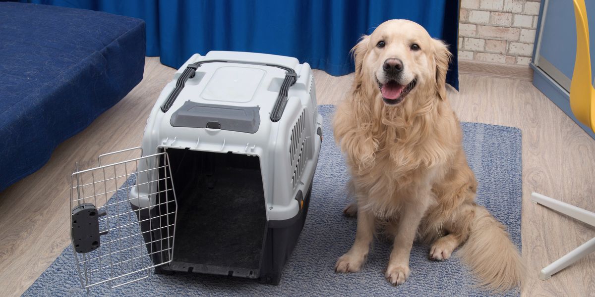 Caixa de Transporte para Cachorro: Segurança e Conforto