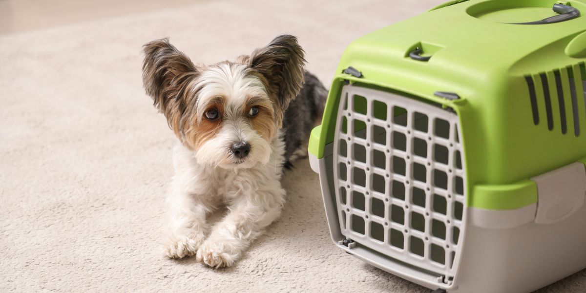 Caixas de Transporte para Cães: Segurança e Conforto