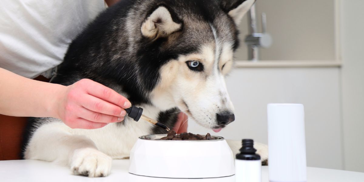 Calmantes para Cães: Cuidados e Opções Disponíveis em Farmácia