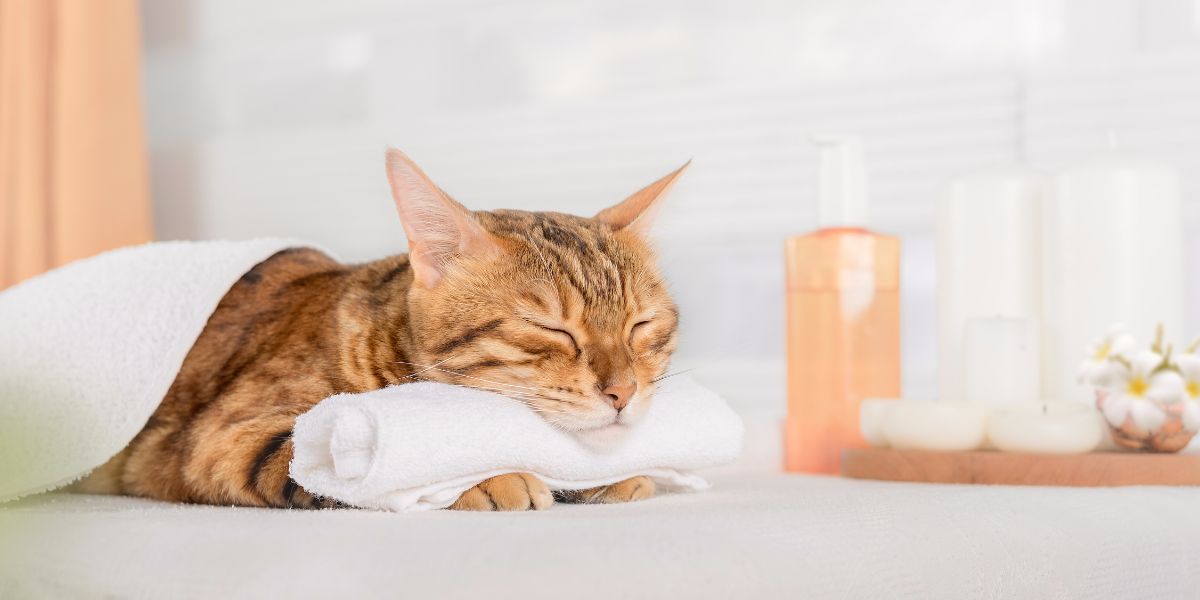 Calmantes para Gatos: Opções Naturais e Farmacológicas Seguras