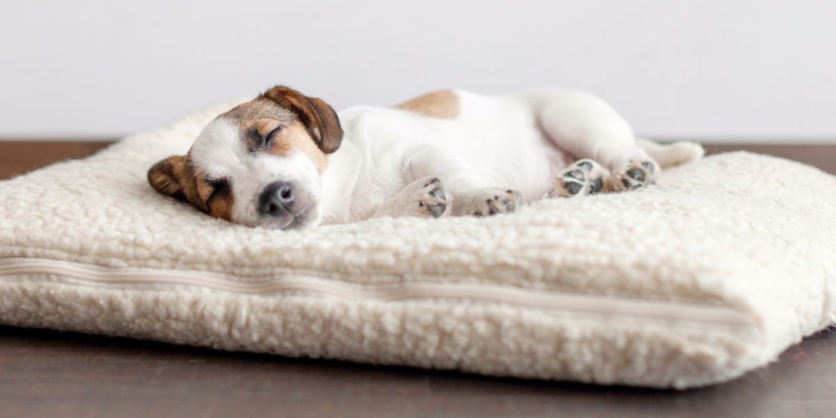 Camas para Cachorro: Escolha a Melhor para o Seu Amigo