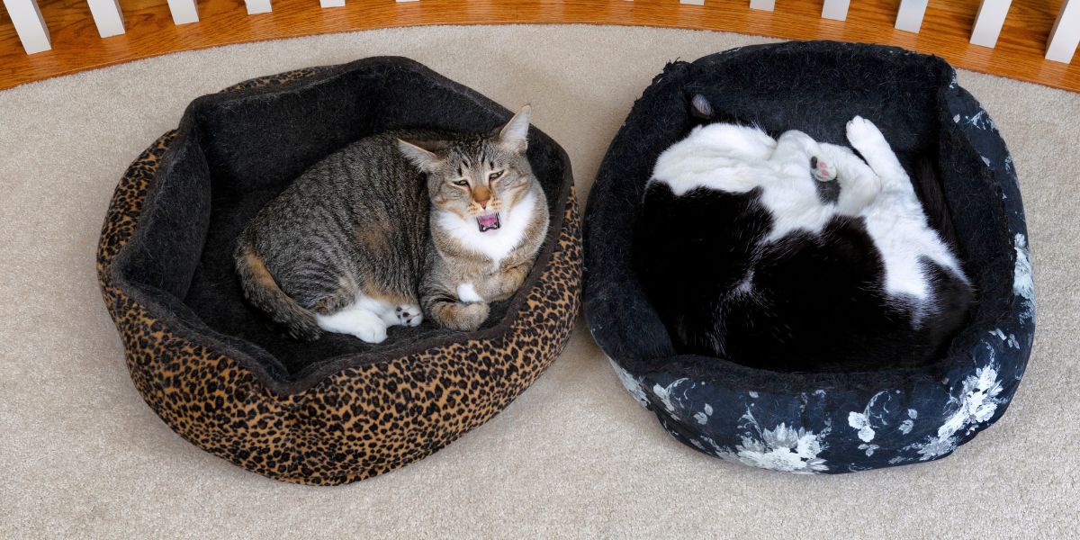Camas para Gatos: Escolha a Ideal para o Seu Amigo Felino