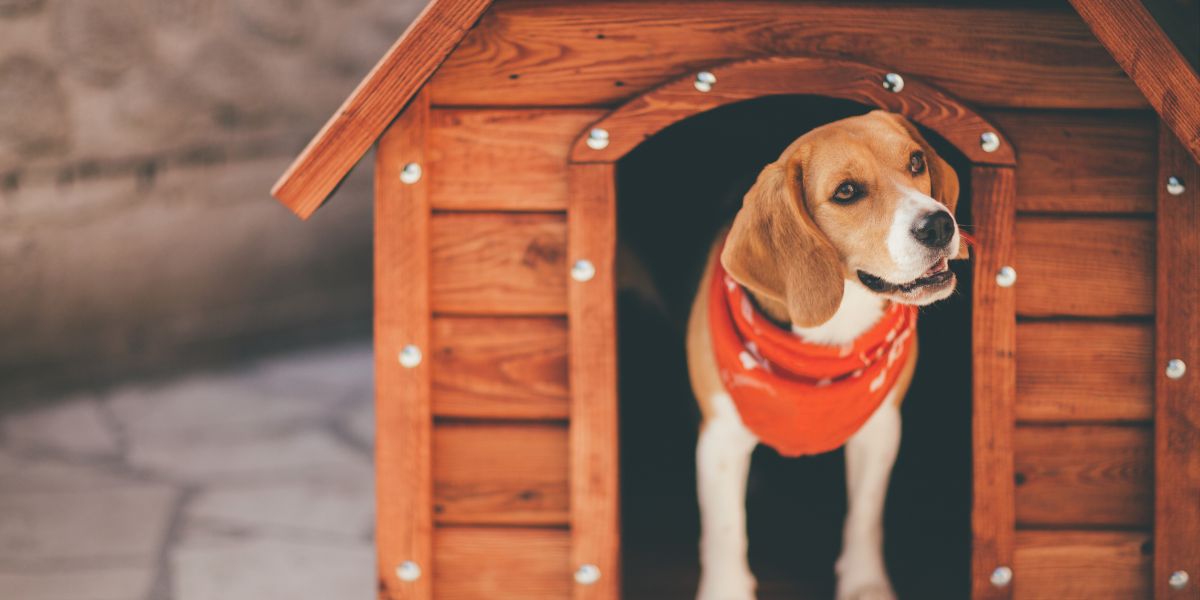 Casota ideal para cães grandes: conforto e segurança garantidos