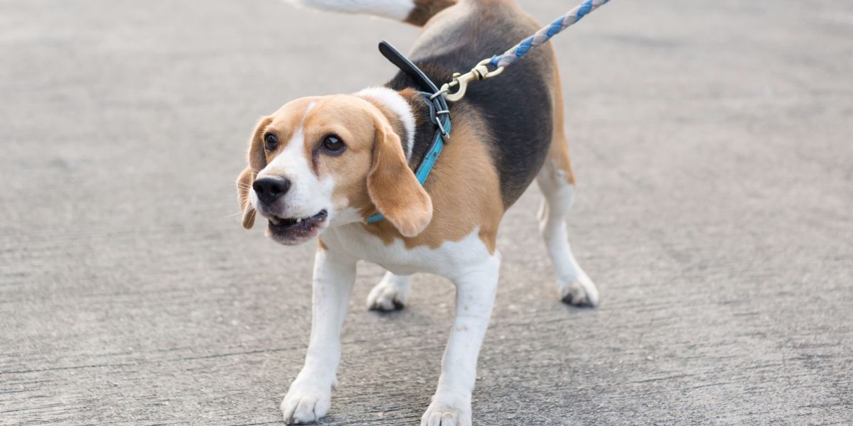 Coleira Anti Latido: Solução Eficaz para Cães Barulhentos