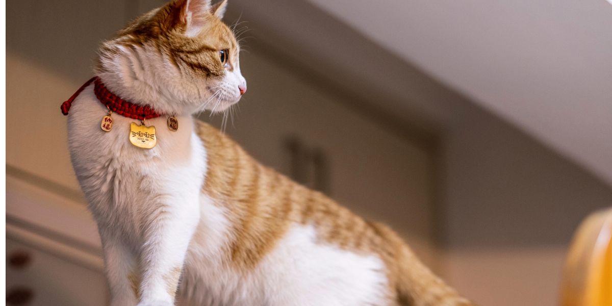 Coleiras para Gatos: Escolha Segura e Confortável para o Seu Felino