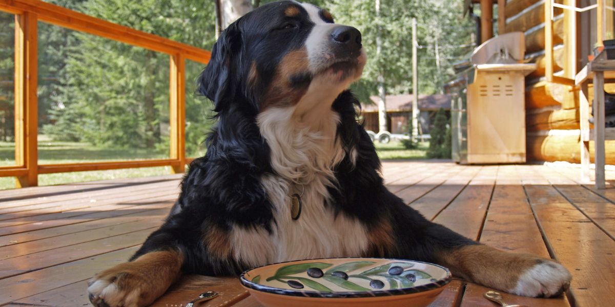 Comida de Cão: Ração Comida Natural ou Caseira?