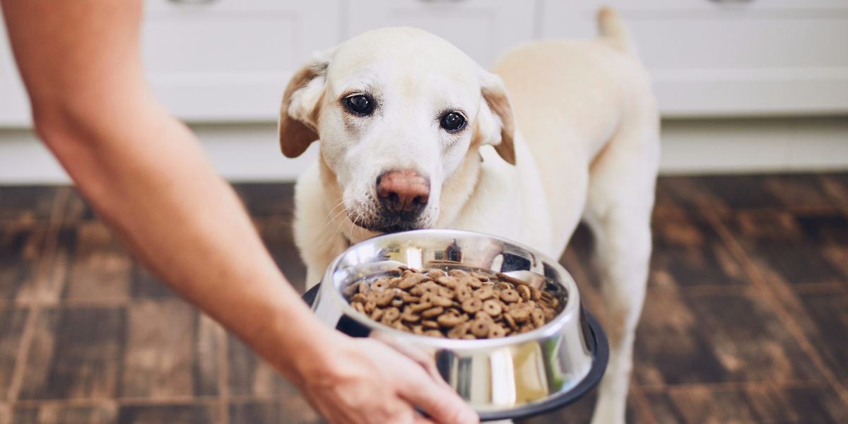 Comida para Cães: Tipos e Como Escolher a Melhor Opção