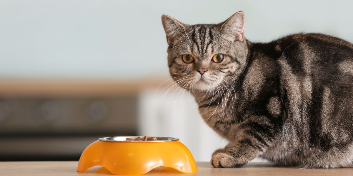 Comida para Gatos Felix: Nutrição e Variedade para o seu Gato