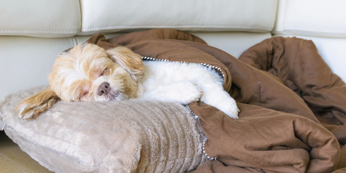 Como Escolher a Almofada Ideal para o Bem-Estar do Cão