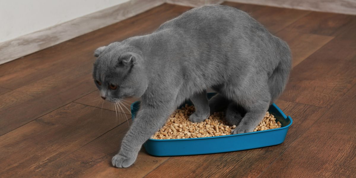 Como Escolher a Melhor Areia Aglomerante para o Seu Gato