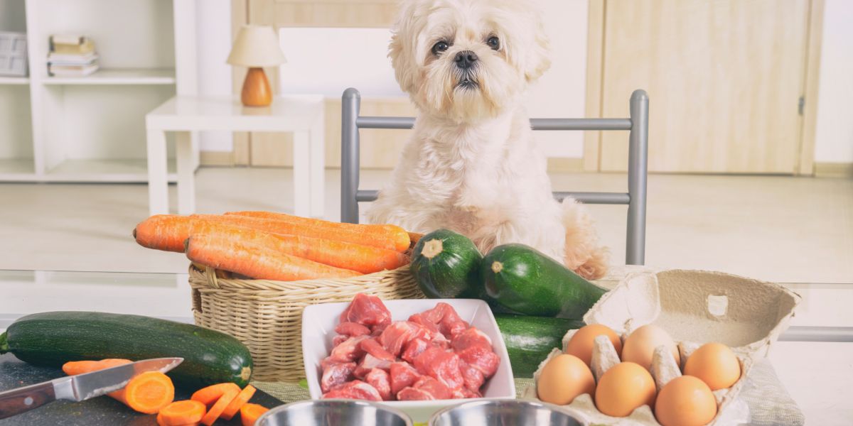 Como Escolher a Ração Ideal para o Seu Cão