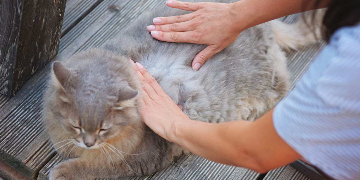 Comprimidos Antipulgas para Gatos: Guía para Uso Eficaz