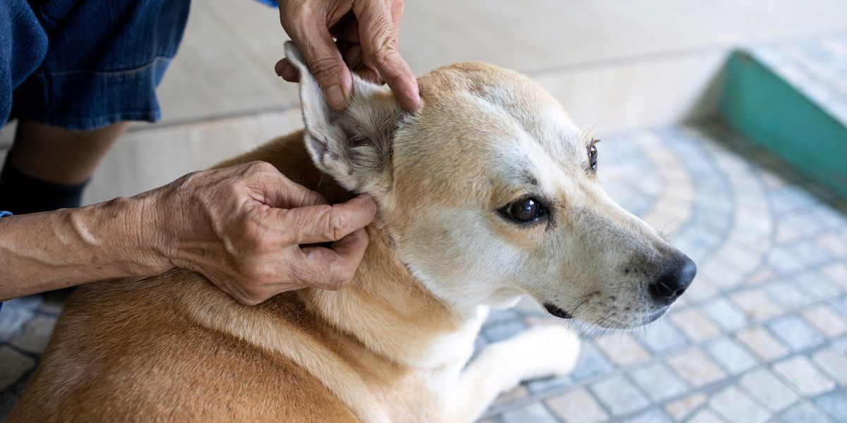 Comprimidos para Pulgas e Carraças: Preço e Proteção Eficaz