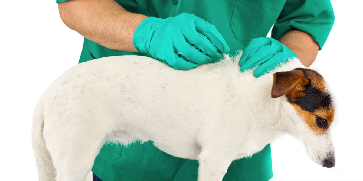 Comprimidos para Pulgas e Carraças: Proteção Eficaz para Cães
