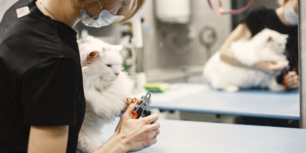 Cortar as Unhas do Gato: Guia Completo e Dicas Práticas