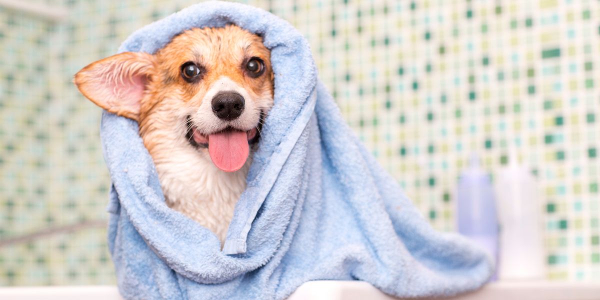 Cuidados com Banhos e Tosquias para Saúde Animal Ideal
