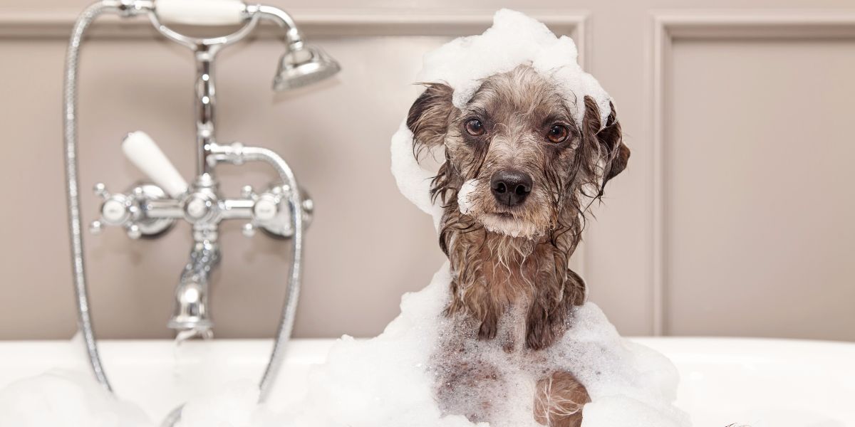 Cuidados e Dicas para o Banho Seguro do Seu Cão