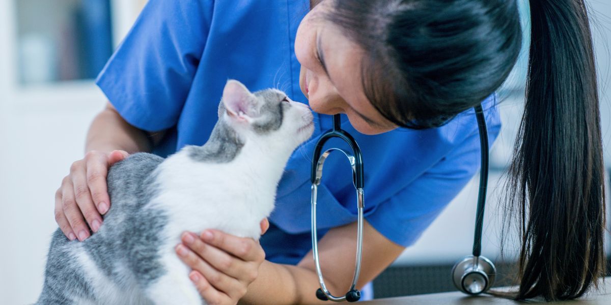 Cuidados e Dieta Renal Royal Canin para Gatos Saudáveis
