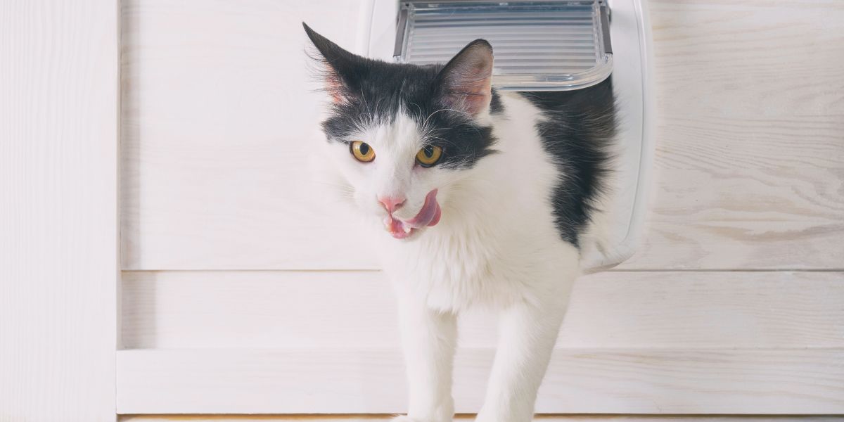 Descubra Tudo Sobre Portas para Gatos e Seus Benefícios