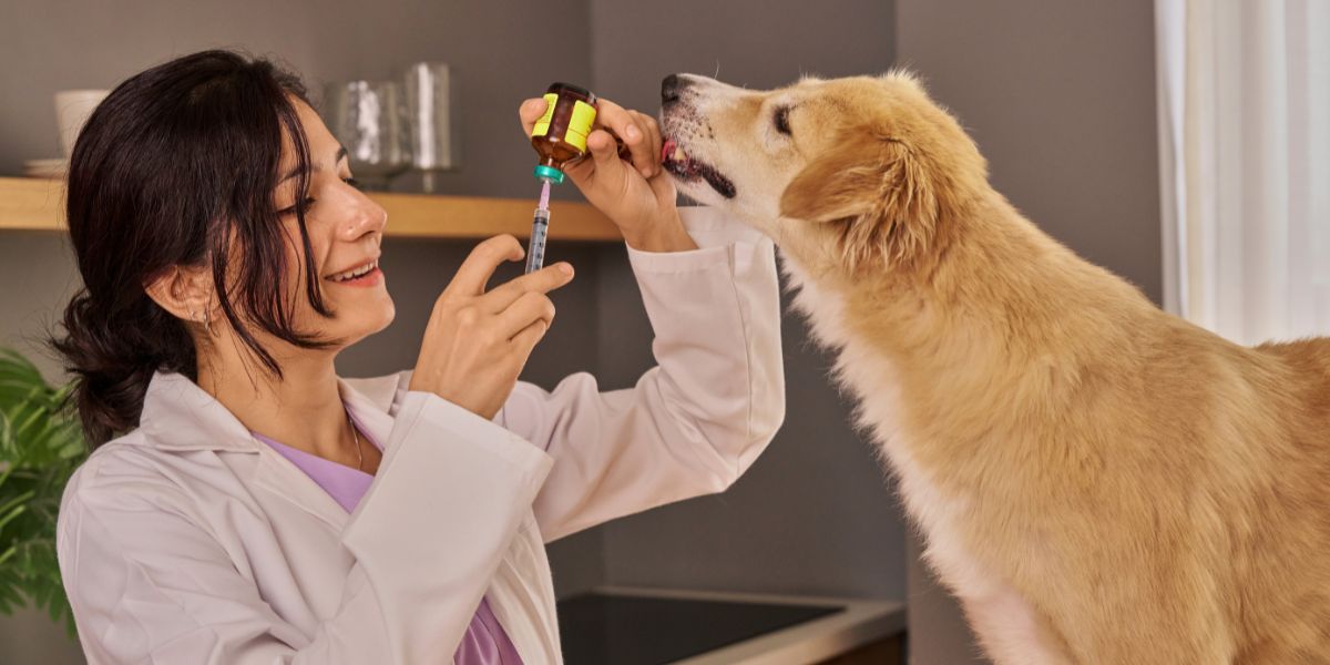 Desparasitação Interna para Cães: Guia de Comprimidos Eficazes