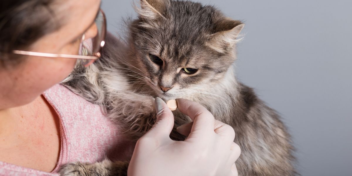 Desparasitação em Gatos: Proteja a Saúde do Seu Felino