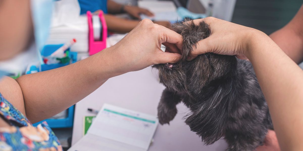 Desparasitante Externo para Cães: Proteção Eficaz e Segura