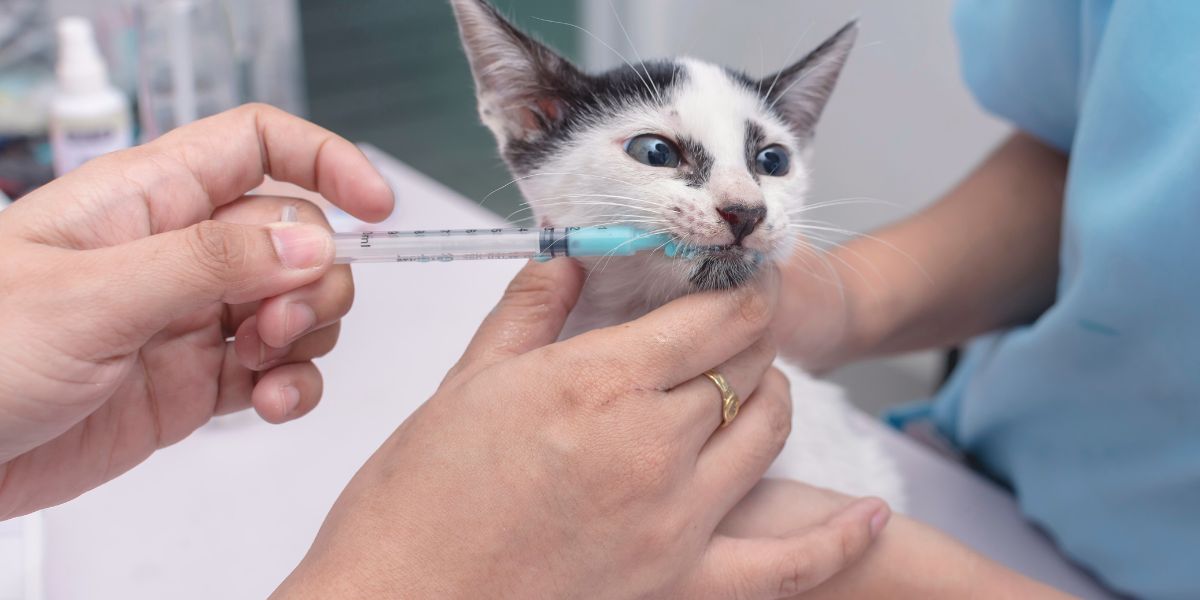 Desparasitante Externo para Gatos: Proteja Seu Felino