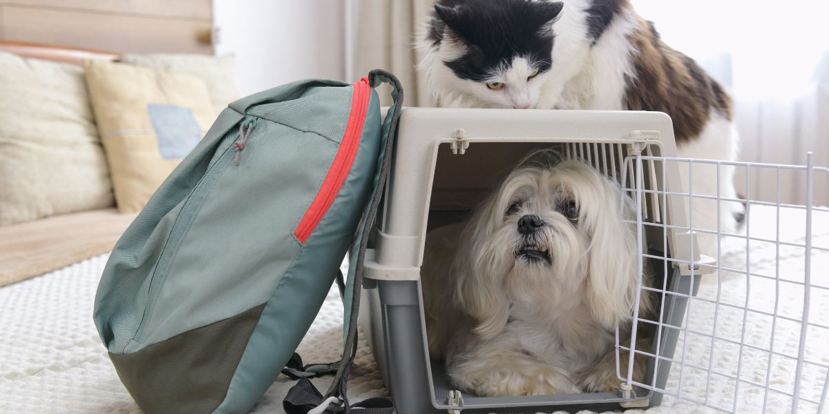 Escolha a Transportadora Ideal e Viaje em Segurança com o Cão