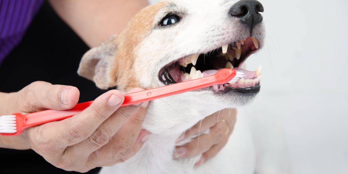 Escolha da Escova Certa Para a Saúde do Seu Cão