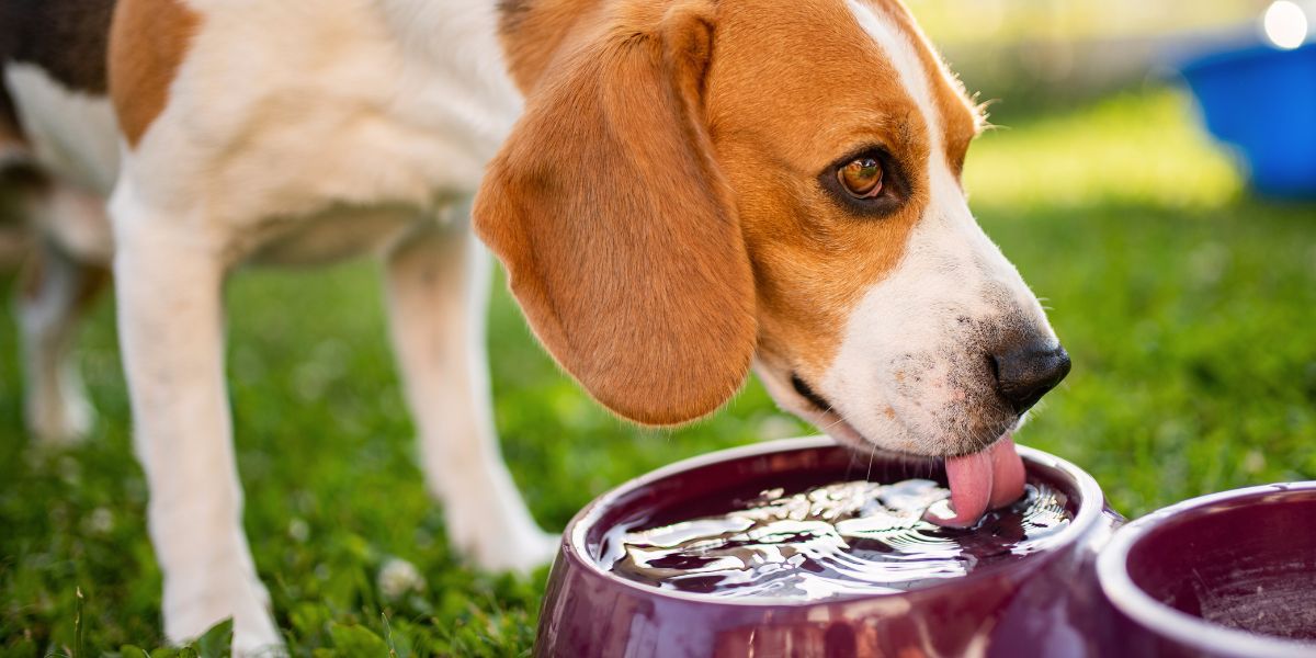 Escolha do Bebedouro Ideal para Cães: Saúde e Conforto