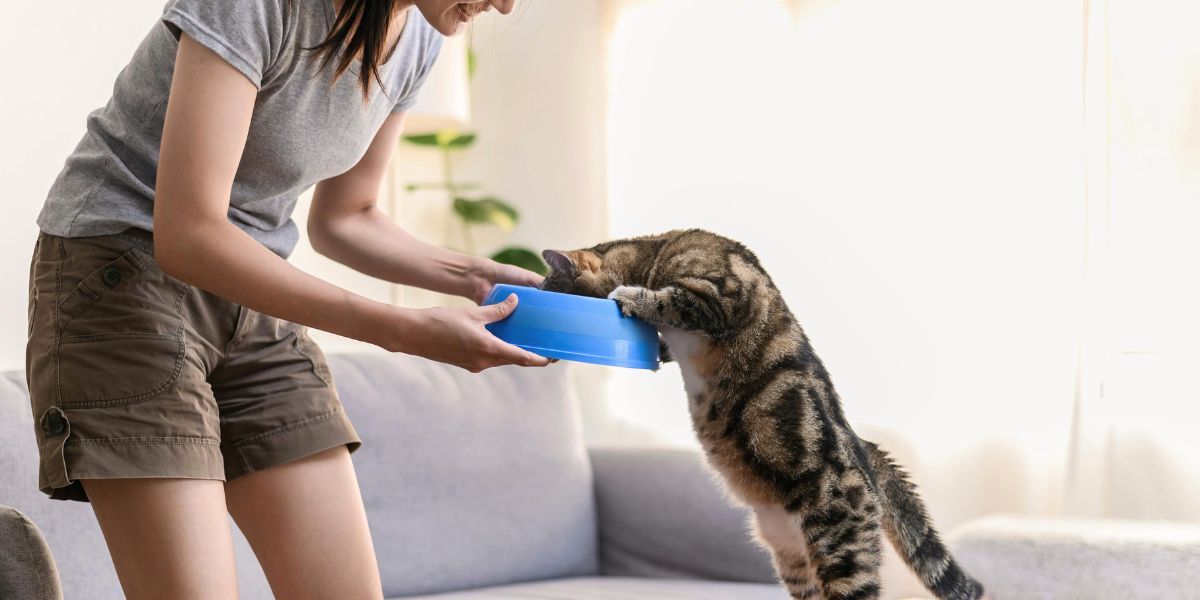 Escolher o Comedouro Ideal para a Saúde do Seu Gato