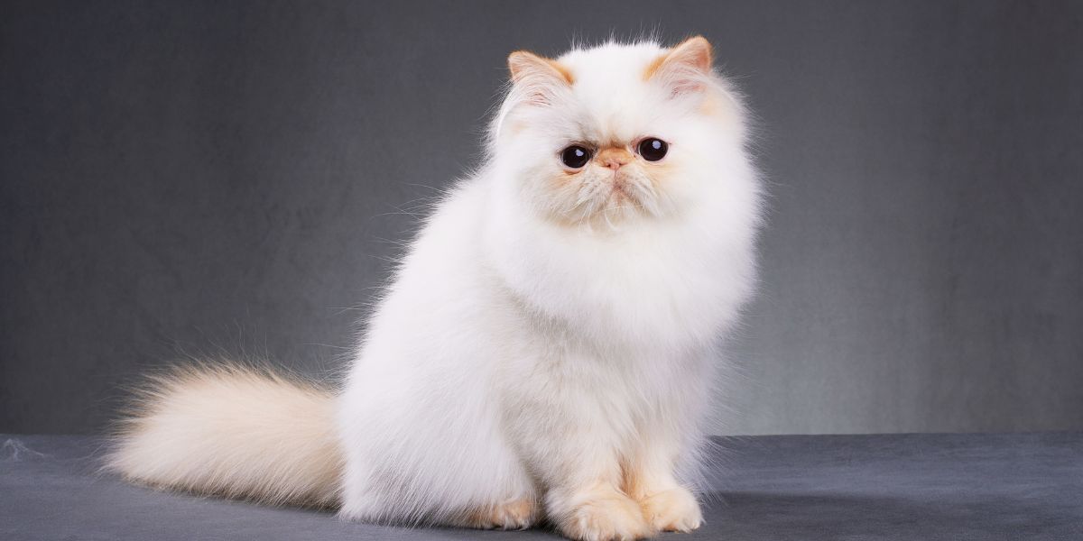 Gato Persa Branco: Elegância e Cuidados Essenciais
