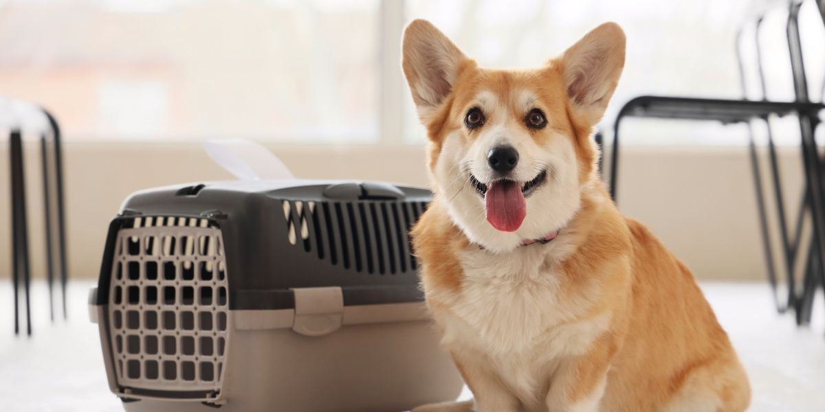 Guia Completo: Escolha de Transportadora Segura para Cão