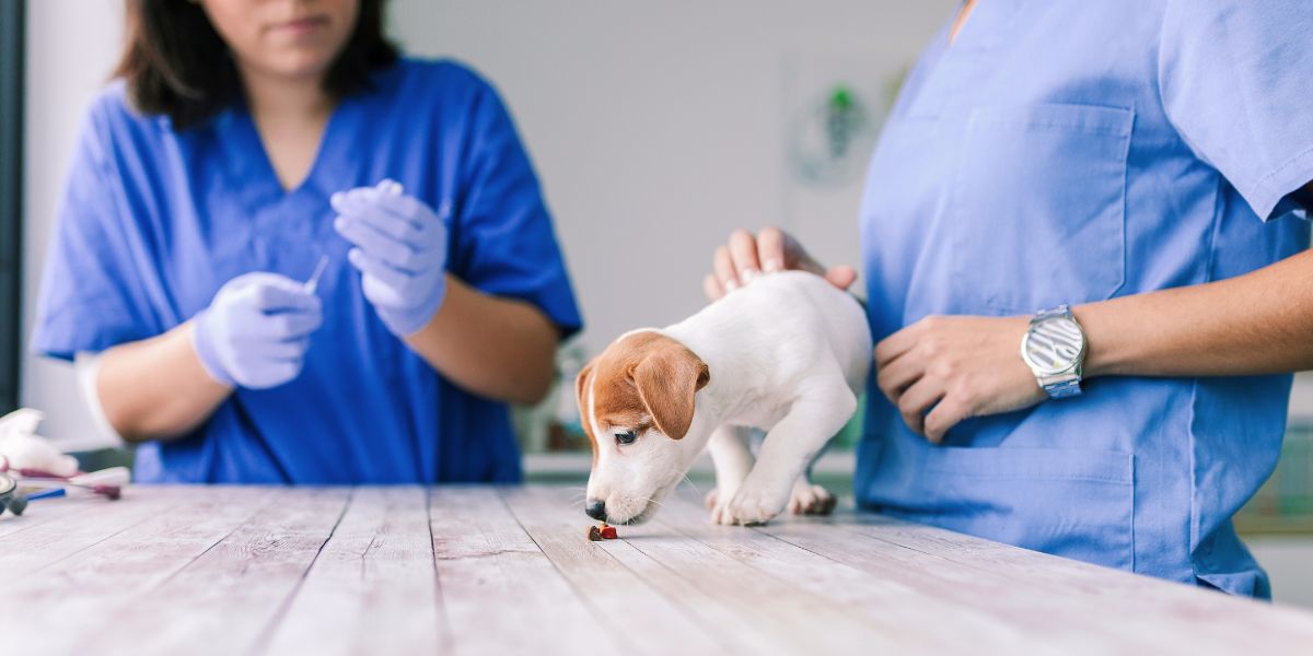 Melhor Desparasitante Externo para Cães: Guia Completo