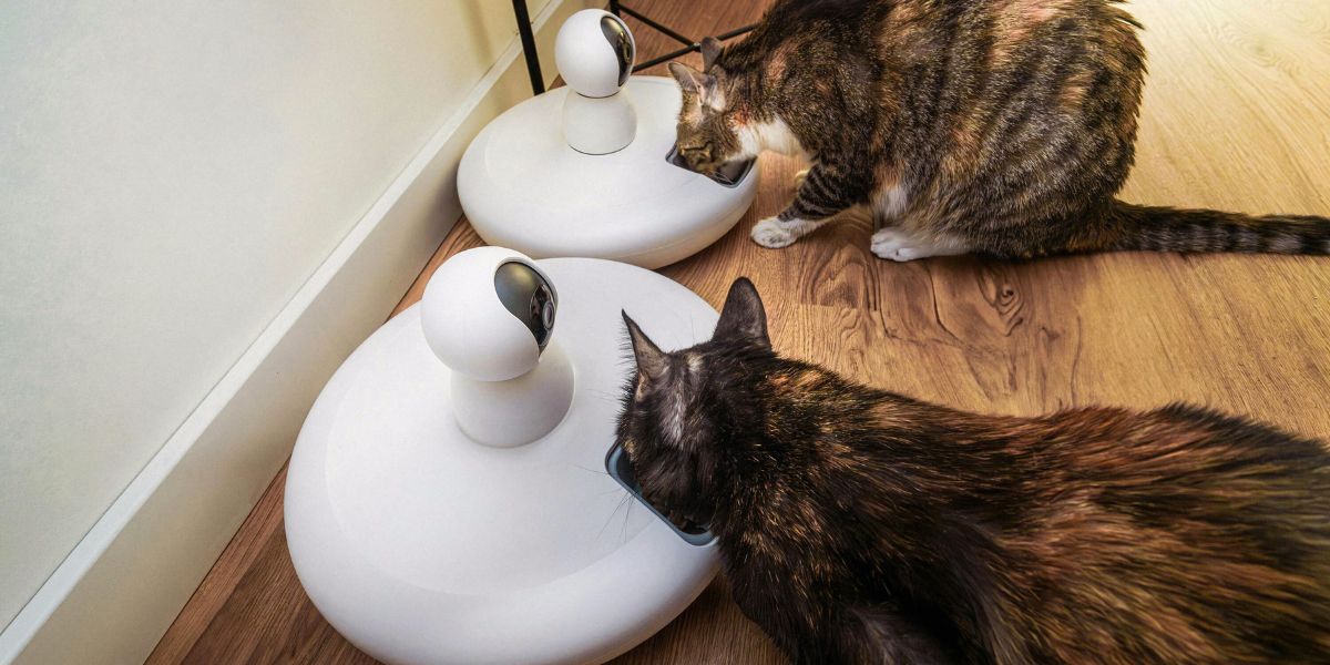 Melhor Ração para Gato: Dicas e Marcas em Portugal