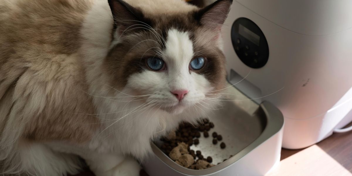 Melhor Ração para Gatos: Guia Completo para Tutores