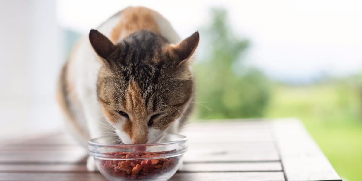 My Royal Canin: Nutrição Personalizada para Animais Saudáveis