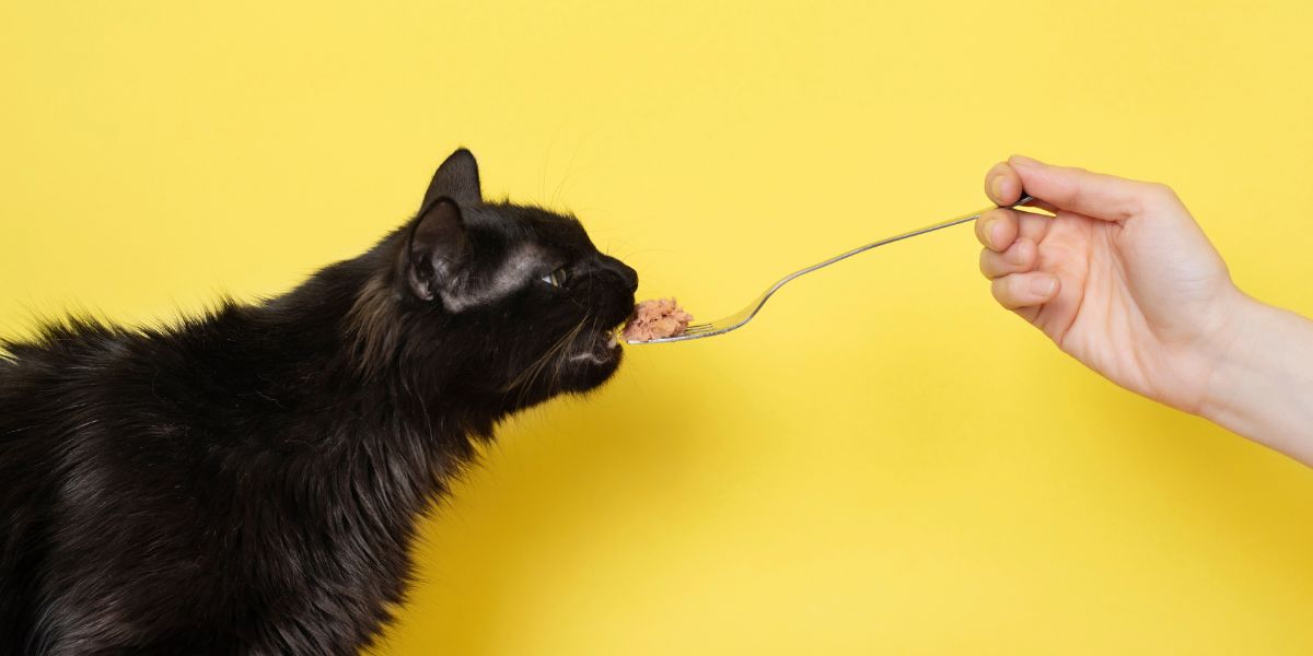 Nutrição Ideal para Gatos Esterilizados com Royal Canin