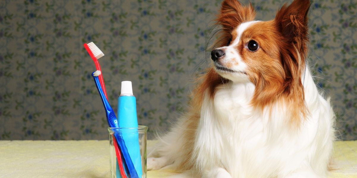 Pasta de dentes canina: essencial para a saúde oral do cão
