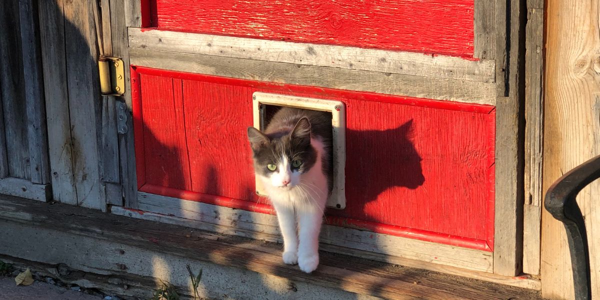 Porta para Gato: Mais Liberdade e Menos Stress em Casa