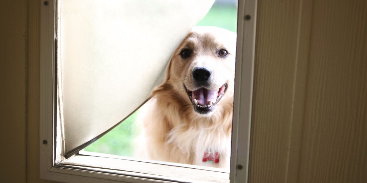 Portinhas para Cães: Guia Completo de Benefícios e Tipos